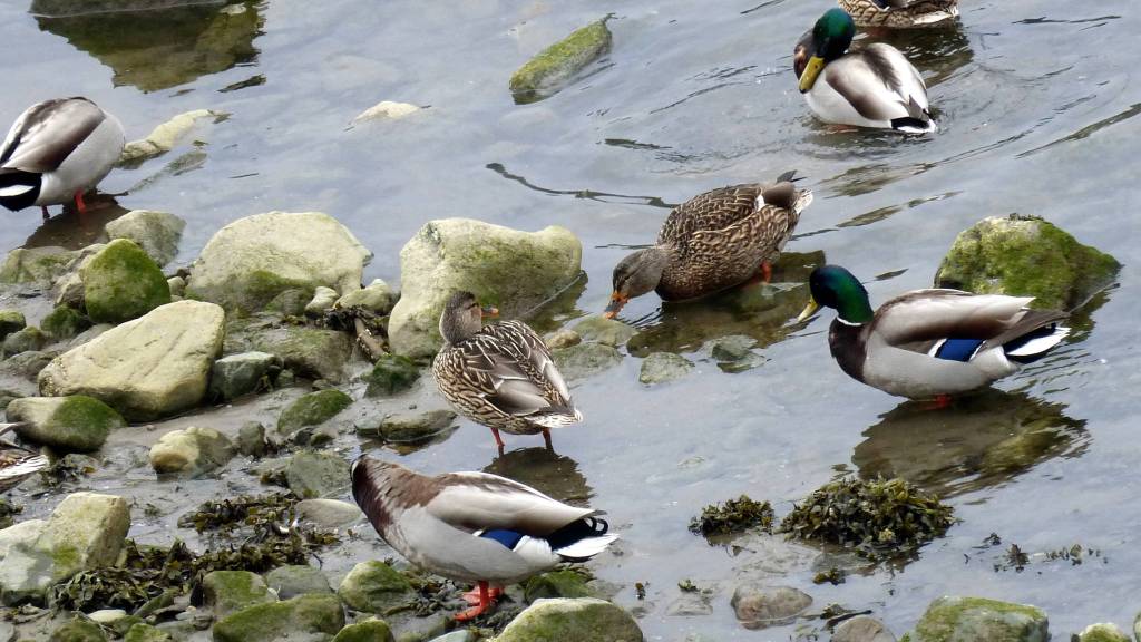 A gathering of mallards in Gold Creek on March 20. (Photo by Denise Carroll)