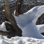 The snowbird has landed. (Photo by John d&rsquo;Armand)