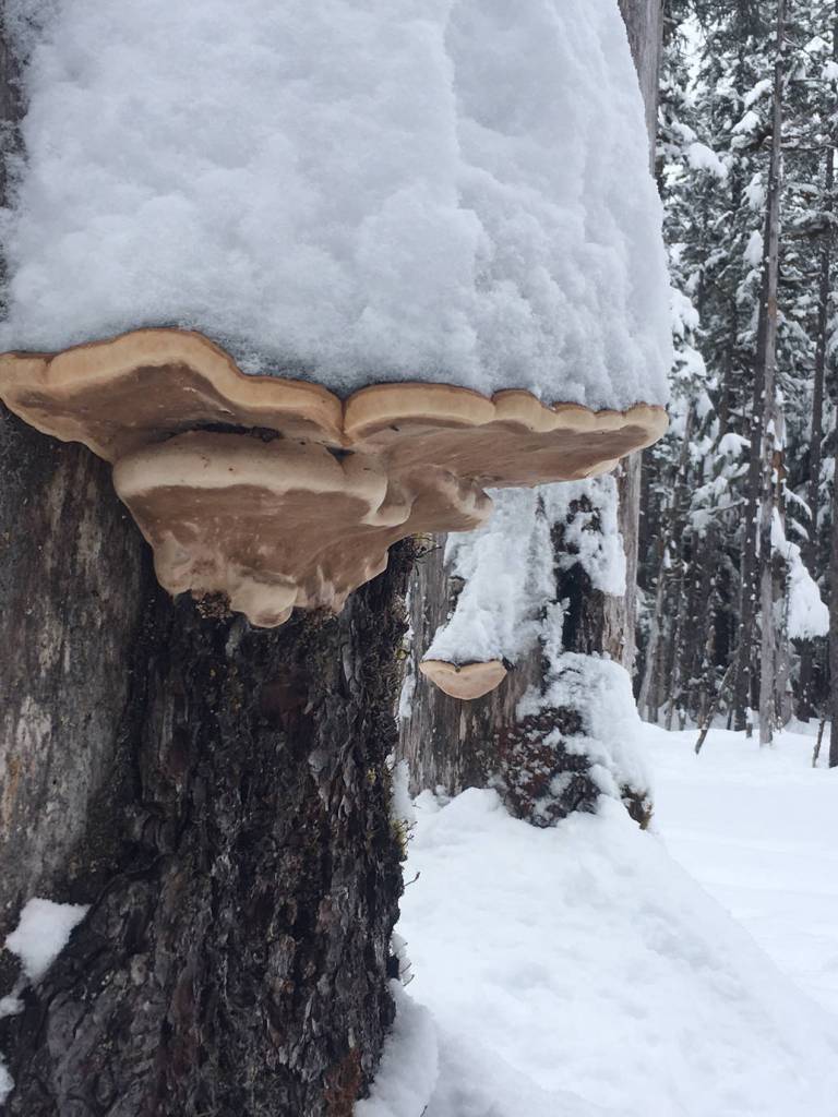 Bract fungus and snow. (Photo by Deborah Rudis)