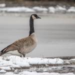 A Canada goose stands firm on wet ground on March 24. (Photo by Kerry Howard)