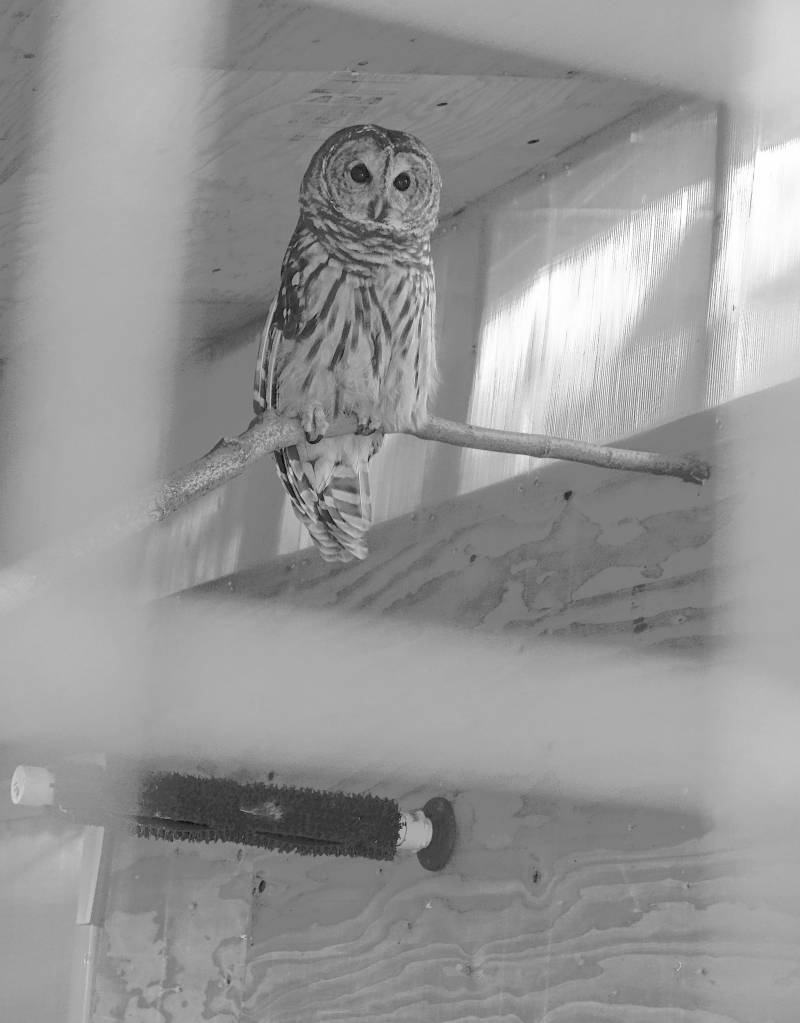 For the birds: Fundraising for improvements to raptor center