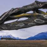 Driftwood dragon, Mendenhall wetlands. Photo by Kerry Howard.