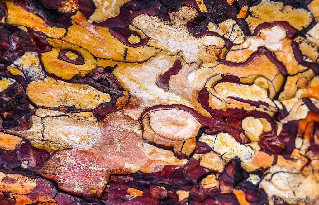 Colorful bark patterns. Photo by Kerry Howard.