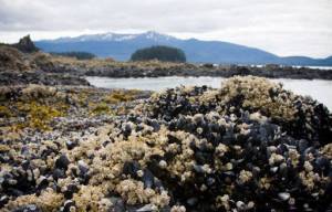 (Abby Lowell | Juneau Empire File)