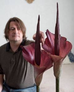 Aaron Baldwin with two &ldquo;stink lilies&rdquo; that bloomed at his home on Sunday. From a family of plants called Araceae (the Aroids) and is also called Voodoo Lilies, Dragon Lilies and Corpse Lilies. (Michael Penn | Juneau Empire)