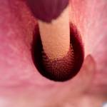 One of the &ldquo;stink lily&rdquo; flowers that bloomed Sunday, grown by Aaron Baldwin at his home in Juneau. (Michael Penn | Juneau Empire)