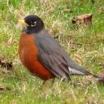 An American robin in Evergreen Cemetery. Spring is here! (Photo by Denise Carroll)