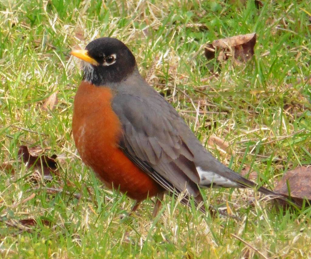 An American robin in Evergreen Cemetery. Spring is here! (Photo by Denise Carroll)