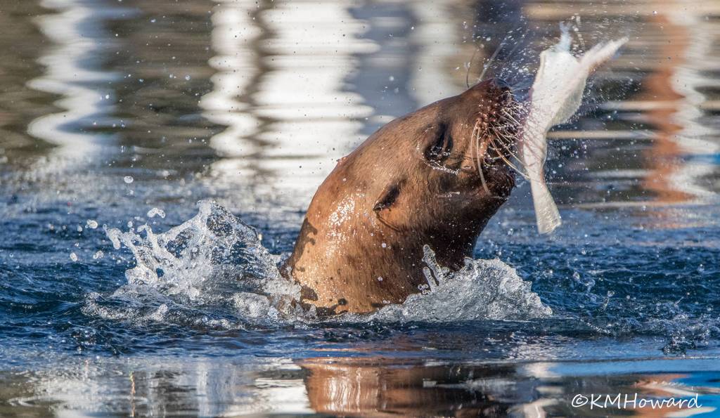 A sea lion enjoys a fish lunch in Auke Bay on Feb. 4. (Photo by Kerry Howard)