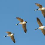 Canada geese winging their way north on March 27. (Photo by Kerry Howard)