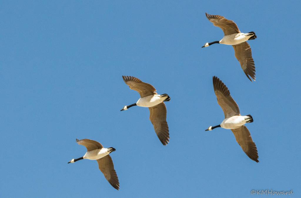 Canada geese winging their way north on March 27. (Photo by Kerry Howard)