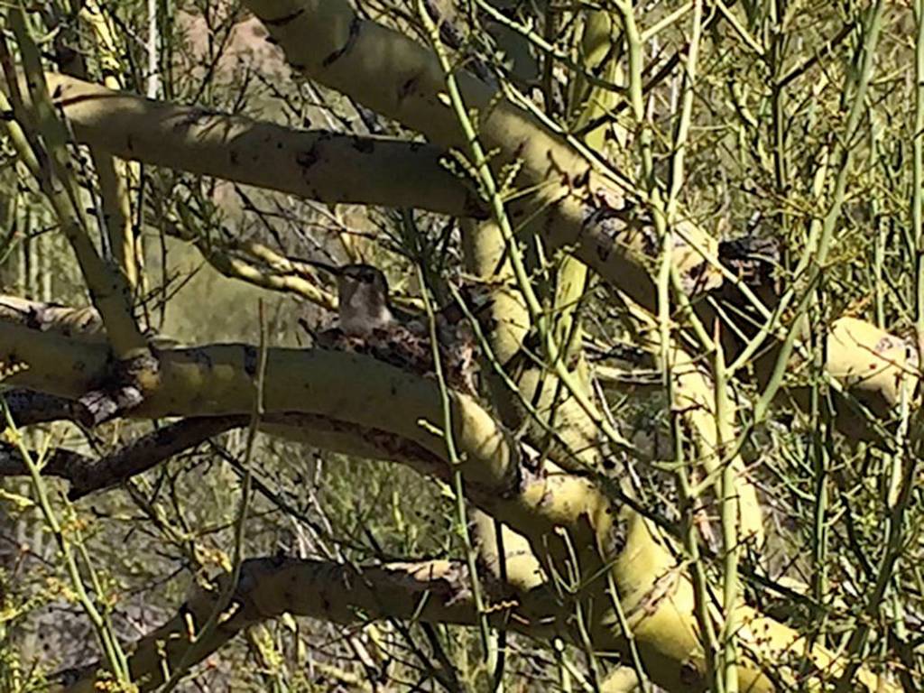 A hummingbird nest in Tucson, Arizona on March 28. (Photo by Sandy R Williams)