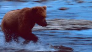 A brown bear chases its prey at McNeil Falls.&nbsp;Photo by Larry Aumiller.