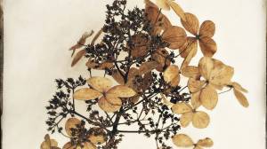 This image will be in the APAA spring show at KTOO. Image by Iris Korhonen-Penn.