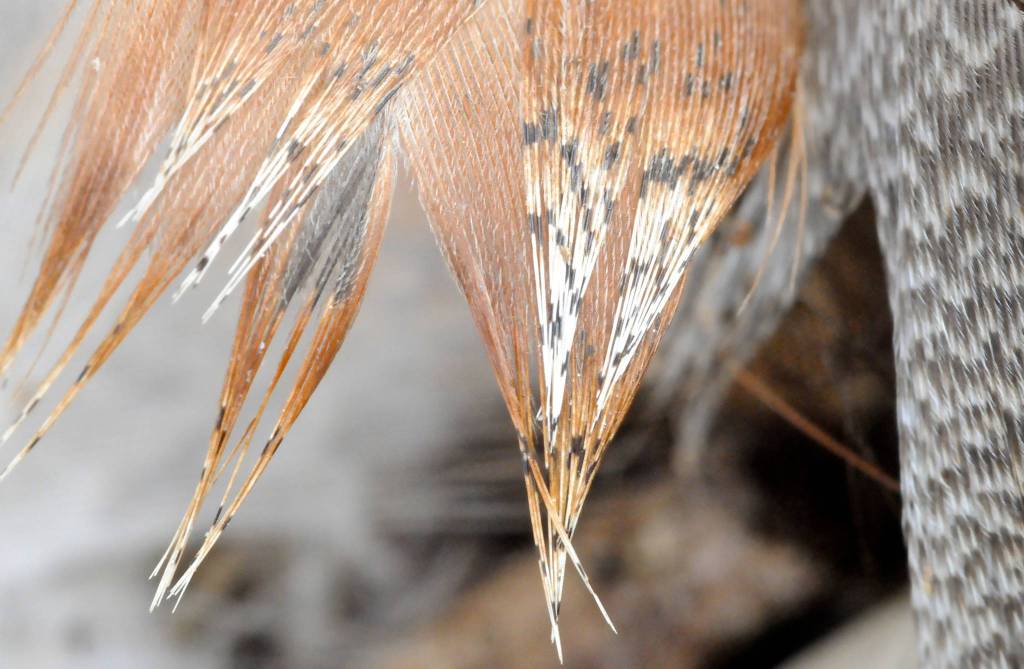 Feather patterns. Photo by Helen Unruh.