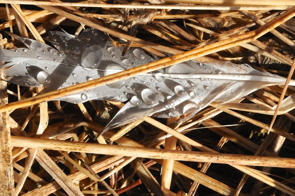 Dewy feather on the wetlands. Photo by Helen Unruh.