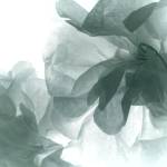 Hand-folded paper flowers with sunlight shining through them. Photo by Ray Tsang.