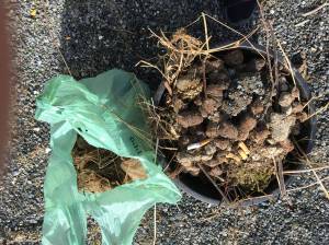 A photo submitted by Juneau resident Kim Metcalfe, accompanying her letter to the editor.