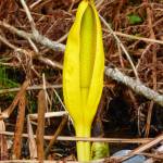 Amid dead winter grass, a harbinger of spring along Bridge State Park trail. Photo by Denise Carroll