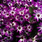 Beautiful and bountiful color in a downtown garden. Photo by Denise Carroll
