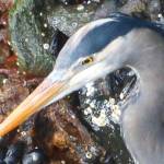 A Great Blue Heron is determined to find a fish for dinner. Photo by Denise Carroll