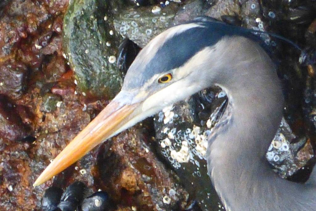 A Great Blue Heron is determined to find a fish for dinner. Photo by Denise Carroll