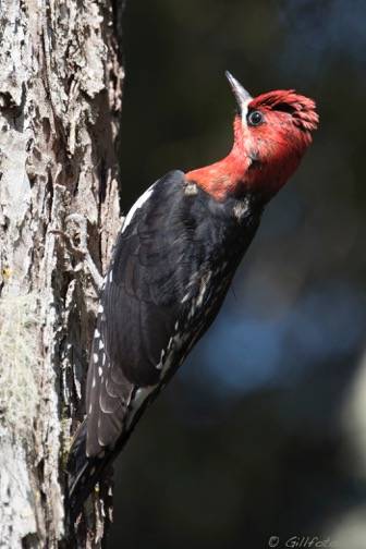 A Sapsucker is seen out the road. Photo by Kenneth Gill