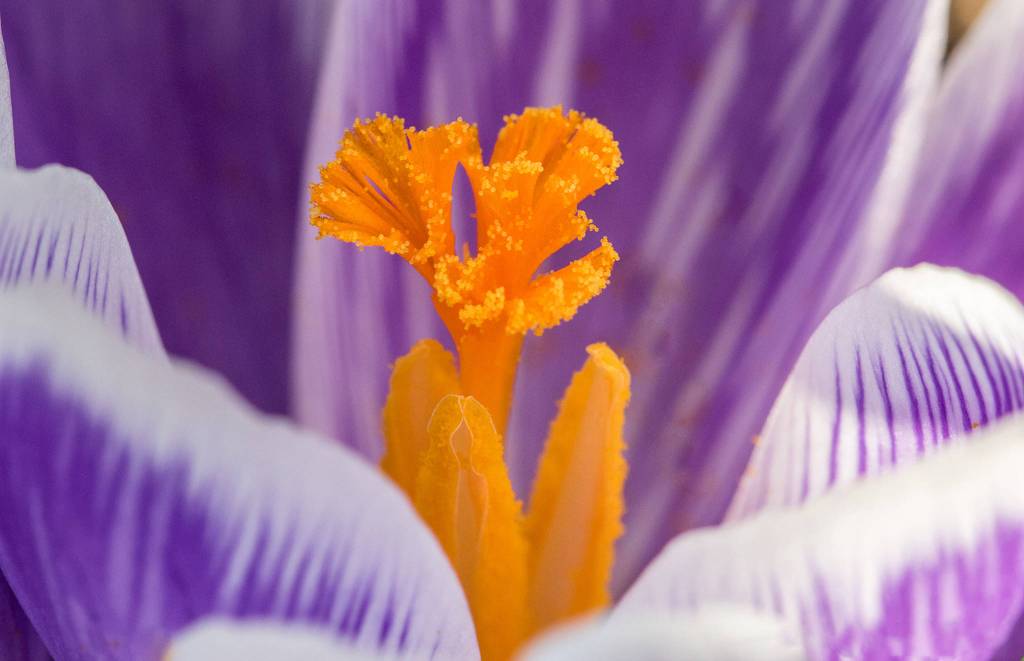 All dressed up and everywhere to go&mdash;flowering crocus. Photo by Kerry Howard.