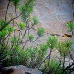 New spruce growth next to a rocky hillside. Photo by Ray Tsang.