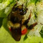 Queen bee on Japanese butterbur at the Arboretum on April 12. (Photo by Denise Carroll)