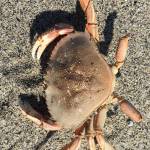 A Dungeness crab, a bit worse for wear.(Photo by Denise Carroll)