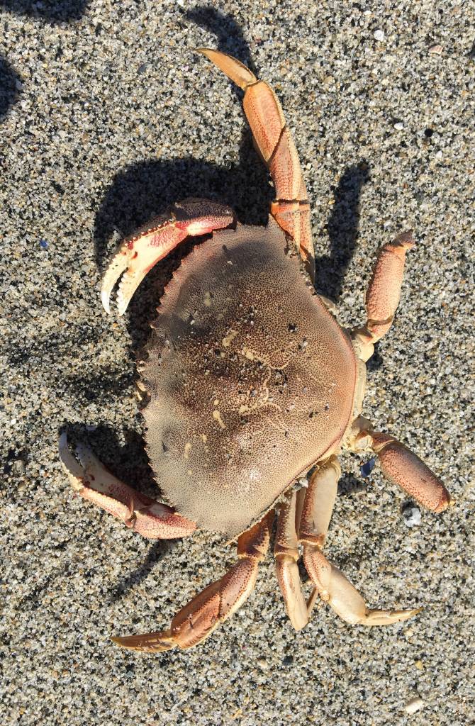 A Dungeness crab, a bit worse for wear.(Photo by Denise Carroll)