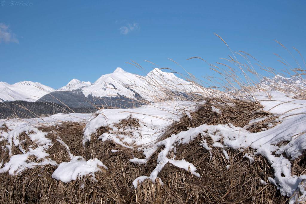 March Madness History on the Mendenhall Flats. (Photo by Gillfoto)