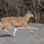 A sleek and well-fed Sitka black-tailed deer makes an appearance out the road. (Photo by Kerry Howard)
