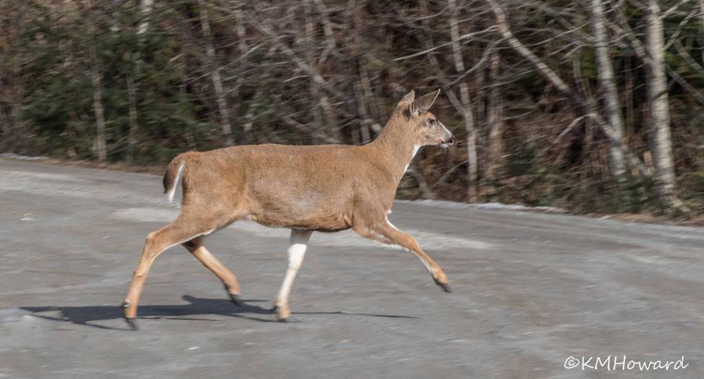 A sleek and well-fed Sitka black-tailed deer makes an appearance out the road. (Photo by Kerry Howard)