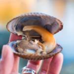 The inside of a foraged cockle. Bethany Goodrich | For the Capital City Weekly