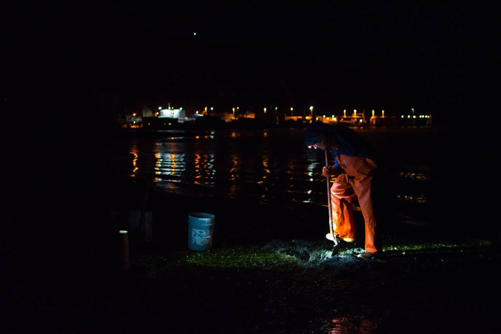 Sitka local Jed Delong spent a winter night digging for shellfish on Starrigavan Beach after checking the safety advisory with Sitka Tribe of Alaska. He and author Bethany Goodrich smoked and canned cockles and clams. Bethany Goodrich | For the Capital City Weekly
