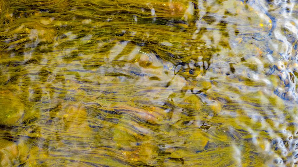 Colorful algae wafts in a stream. Photo by Kerry Howard.