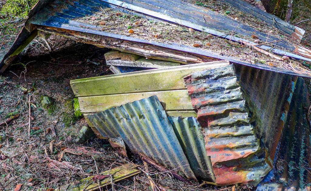 Beauty in ruins&mdash;a old structure in the woods. Photo by Kerry Howard.