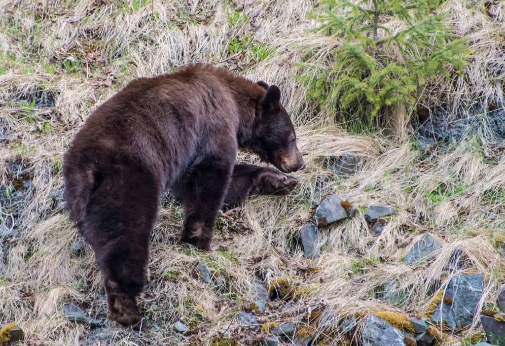 A Cinnamon black bear is spotted out the road. (Photo by Gillfoto)