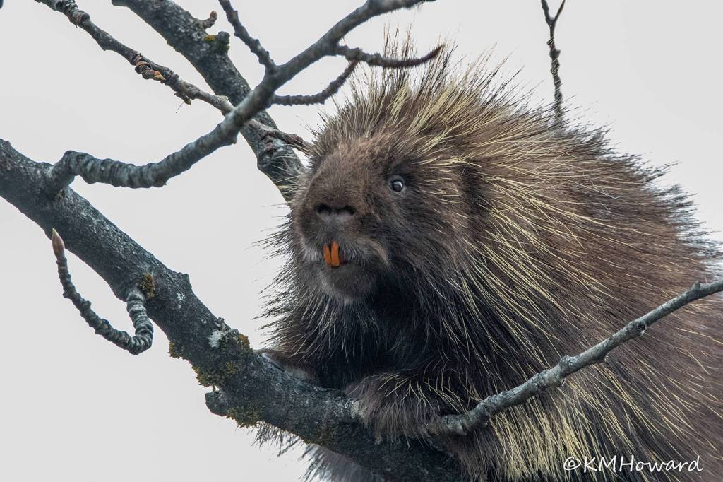 An intrepid porcupine climbs high to get fresh cottonwood tips on April 20. (Photo by Kerry Howard)