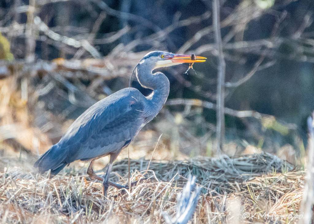 A Great blue heron with a tasty snack on April 17. (Photo by Kerry Howard)