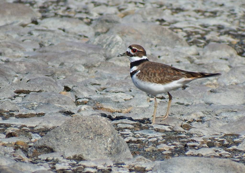 A Killdeer is seen near the Mendenhall Glacier on April 22. (Photo by Linda Shaw)