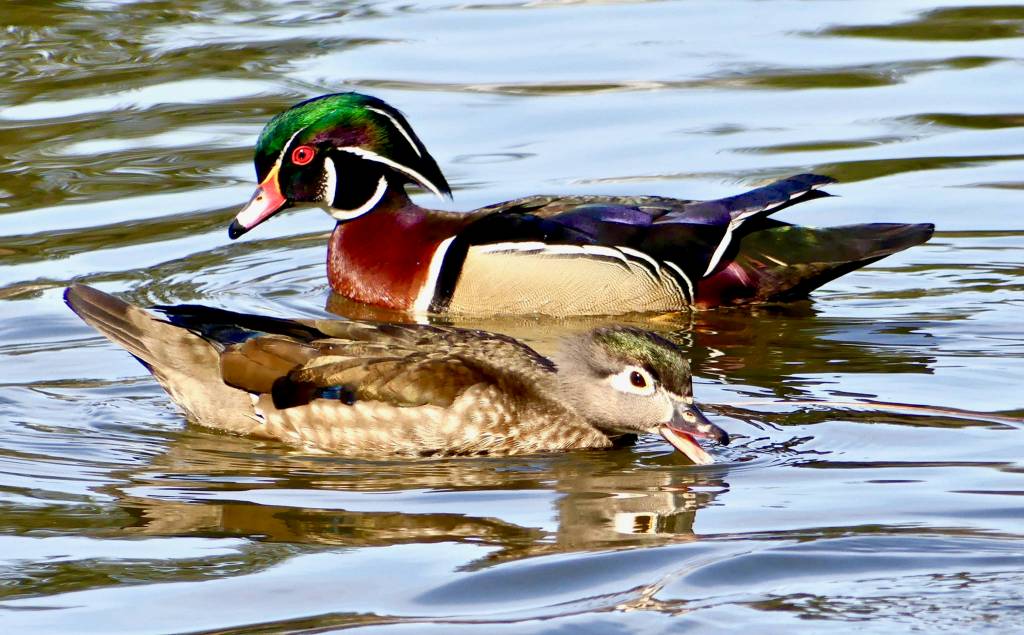 Wood ducks are seen on April 16. (Photo by Barbara Shepherd)