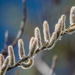Spring pussywillows standing tall! Photo by Kerry Howard.