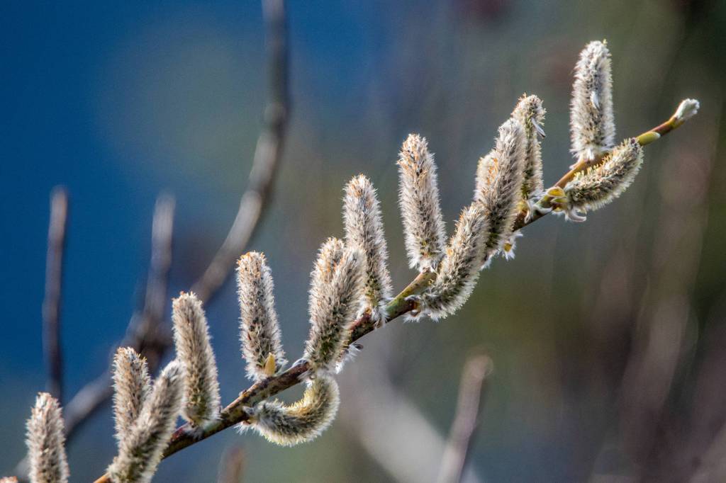 Spring pussywillows standing tall! Photo by Kerry Howard.