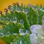 Raindrops on lady&rsquo;s mantle. Photo by Kerry Howard.