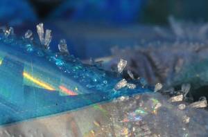 Wetlands trash: balloon with frost. Photo by Helen Unruh.