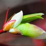Sign of a new season: blueberry bud. Photo by Helen Unruh.