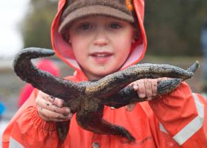 Lincoln Gruening, 5, examines a starfish while out with his Juneau Co-op Preschool class on Douglas Island near Shaman Island on Friday, April 28, 2017. The lowest tide of the month was Friday at minus 4.2 feet. (Michael Penn | Juneau Empire)